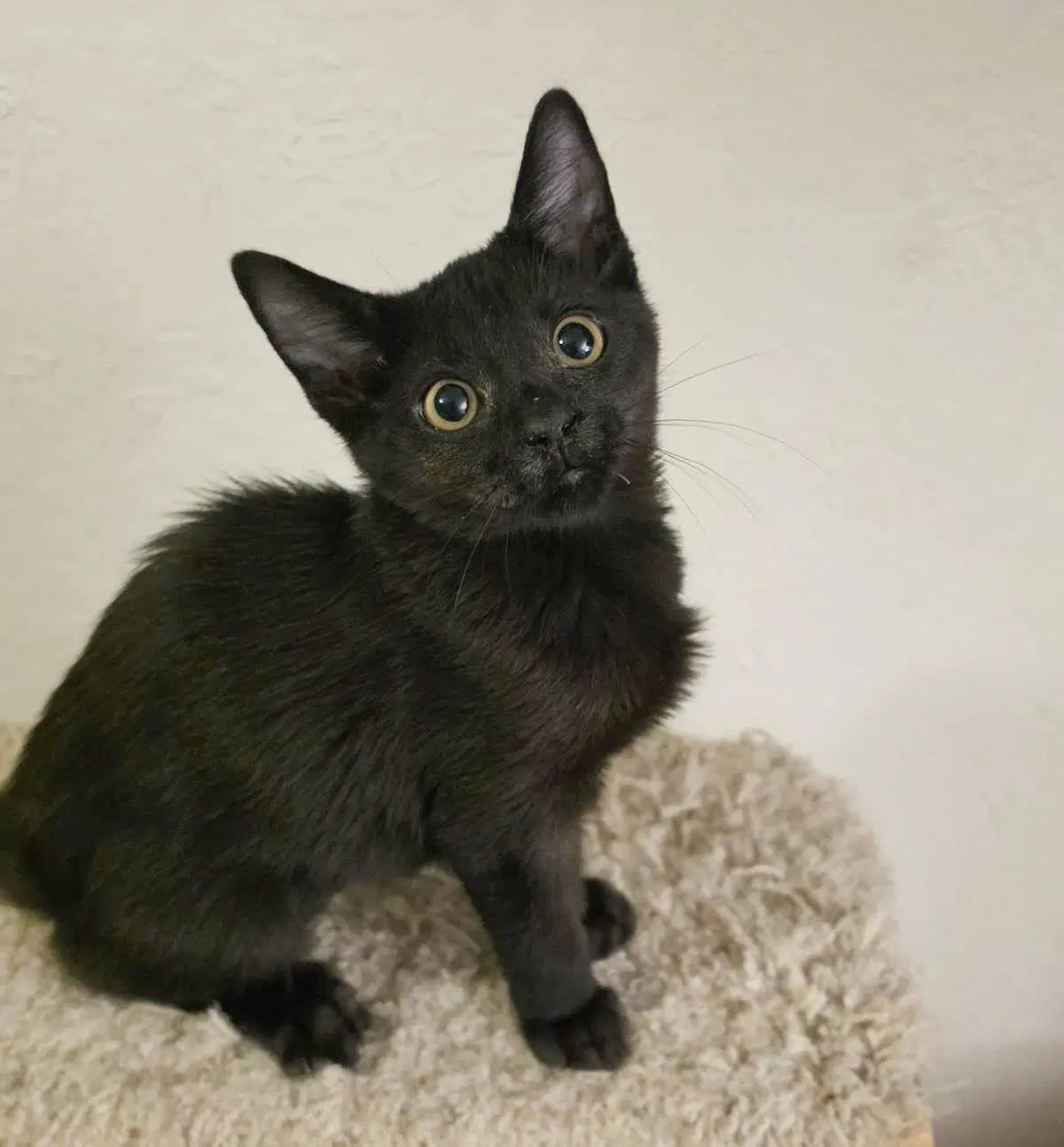 Artemis Ashcroft - Domestic Short Hair