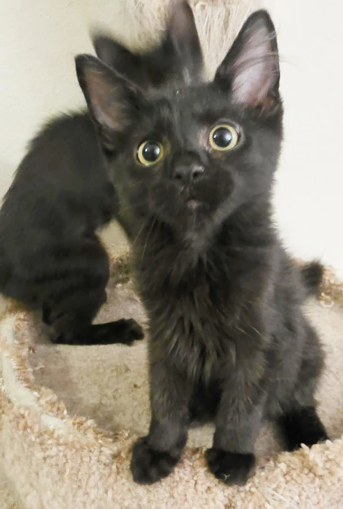 Apollo Ashcroft - Domestic Medium Hair