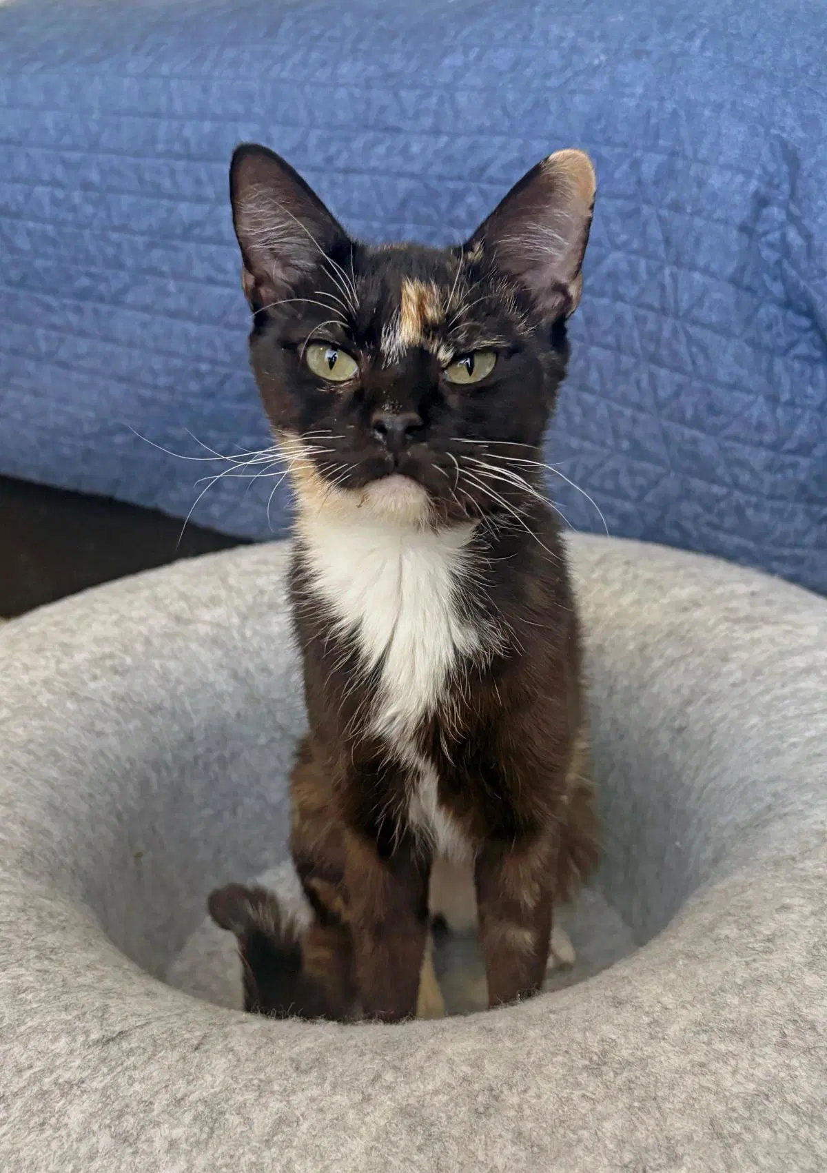 Tortellini Twinkle - Domestic Short Hair