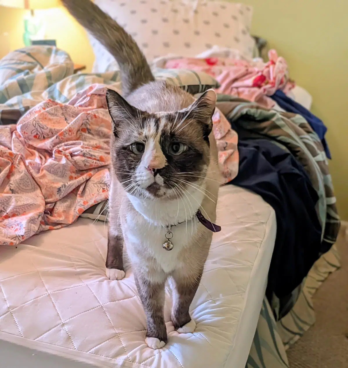 Bisquik Passion - Domestic Short Hair