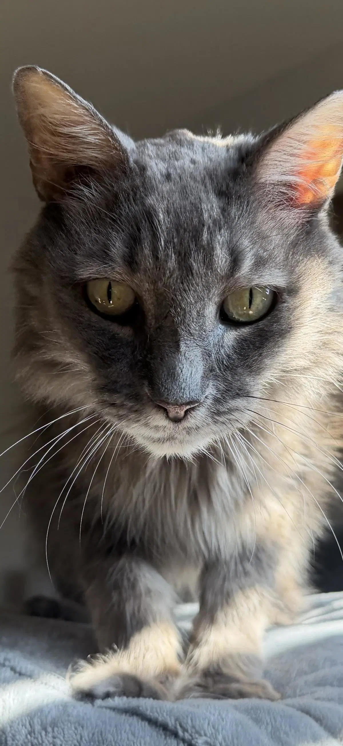 Seor Guapo - Domestic Long Hair