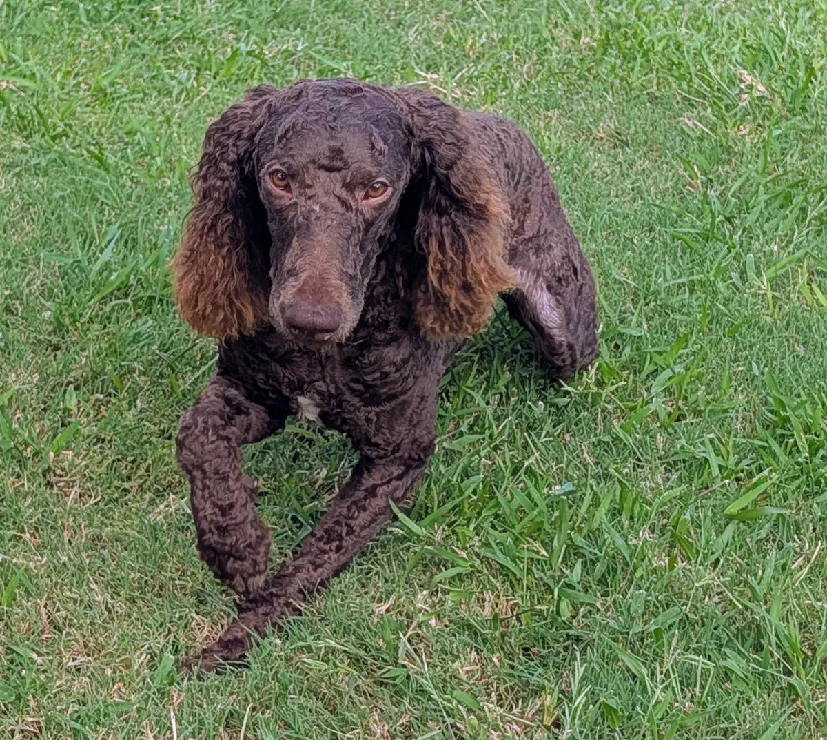 Rock Star - Poodle (Standard)