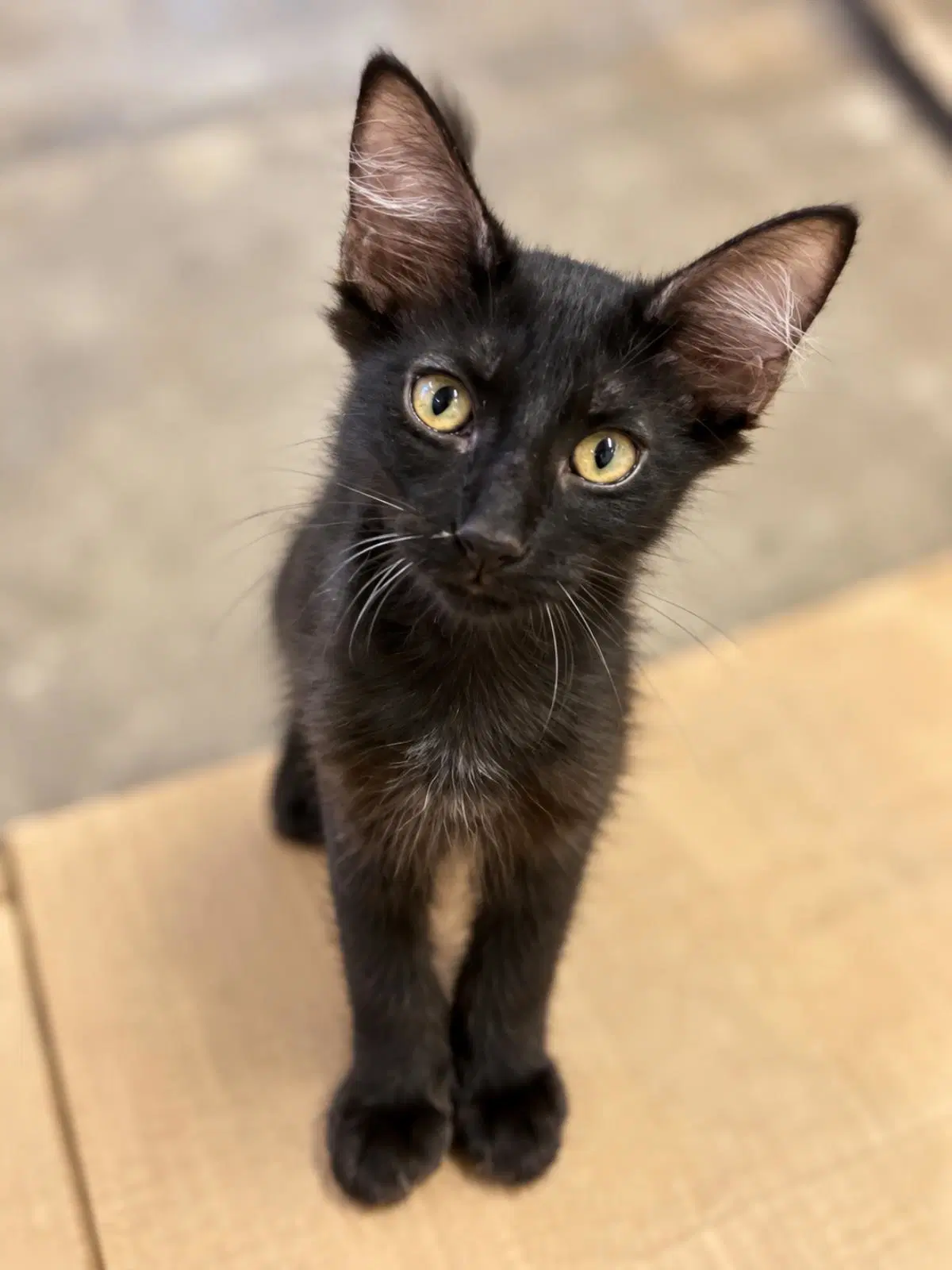 Jazz Plush - Domestic Medium Hair