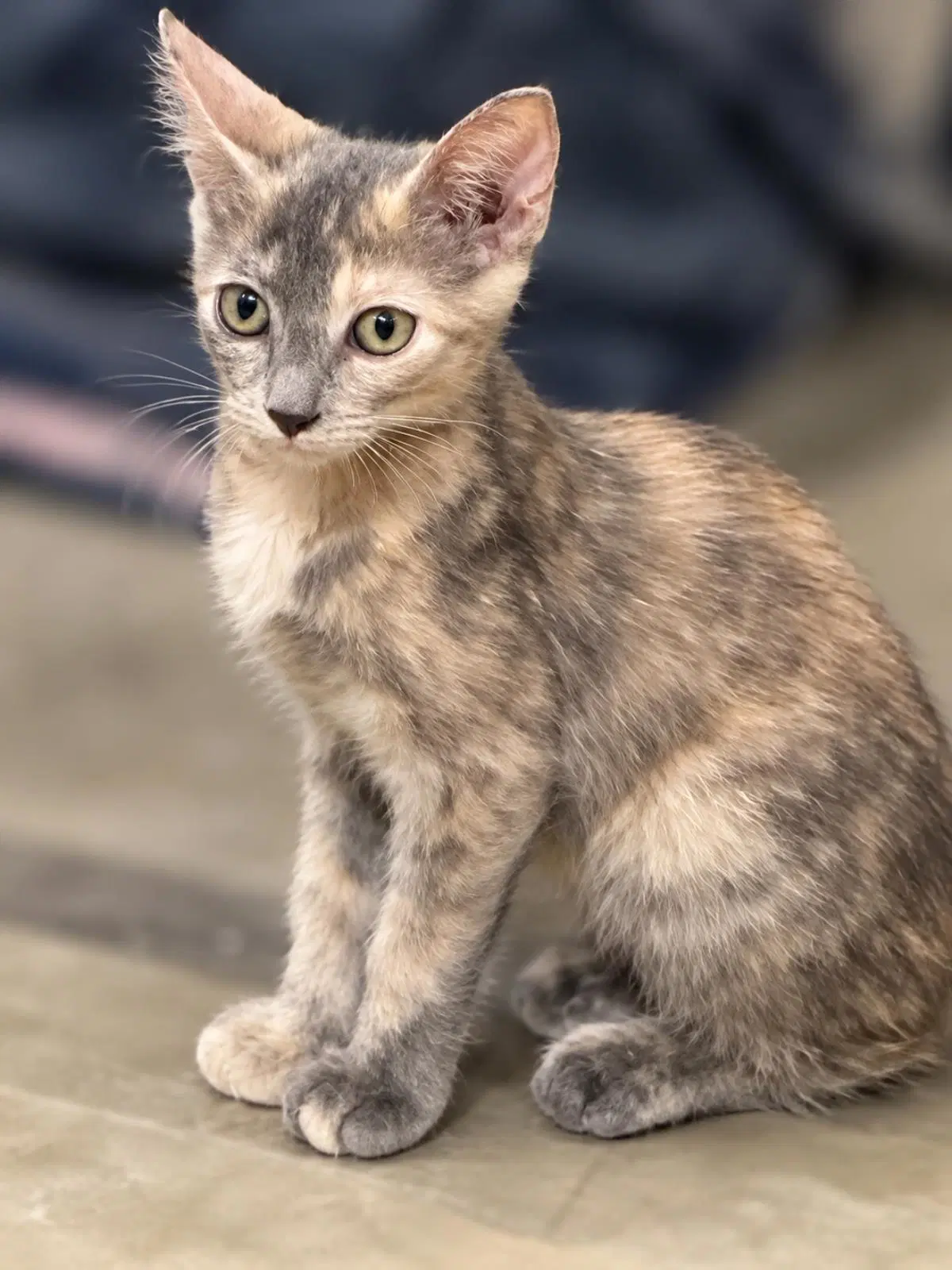 Pinky Plush - Domestic Short Hair