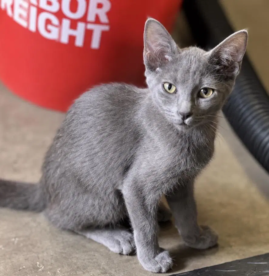 Silverpaws Plush - Domestic Short Hair