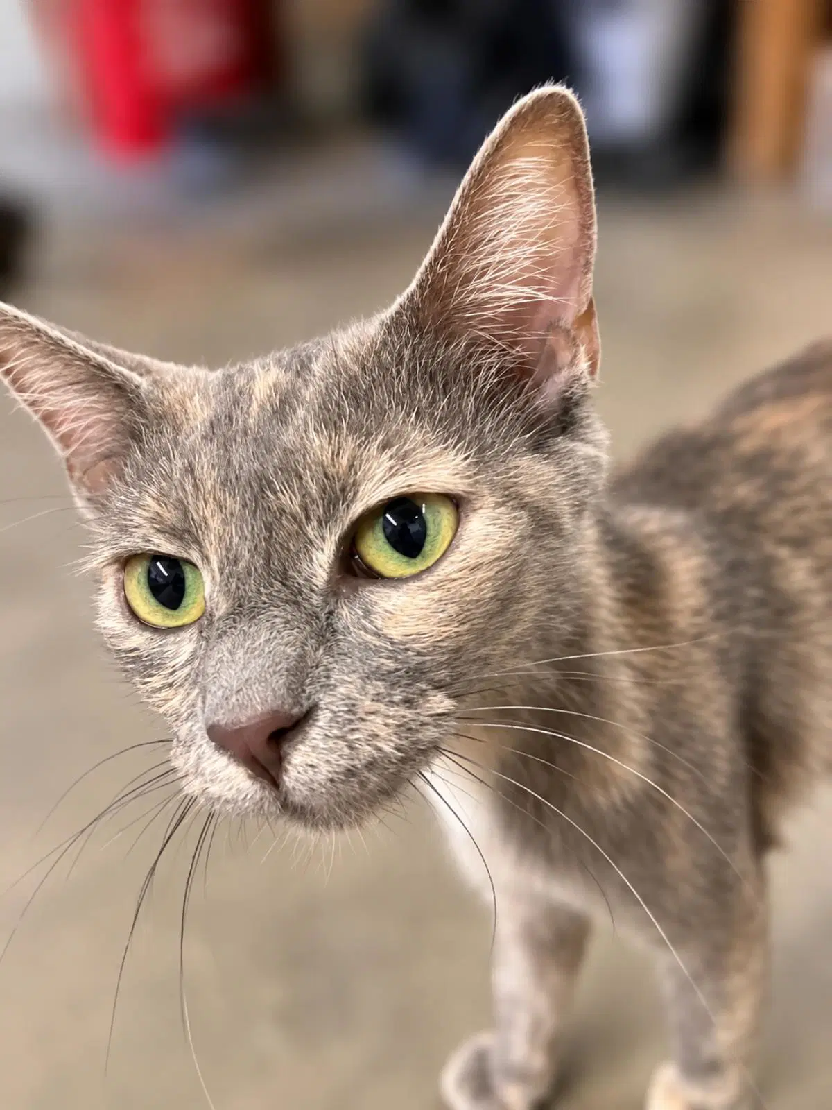 Sweetie Plush - Domestic Short Hair