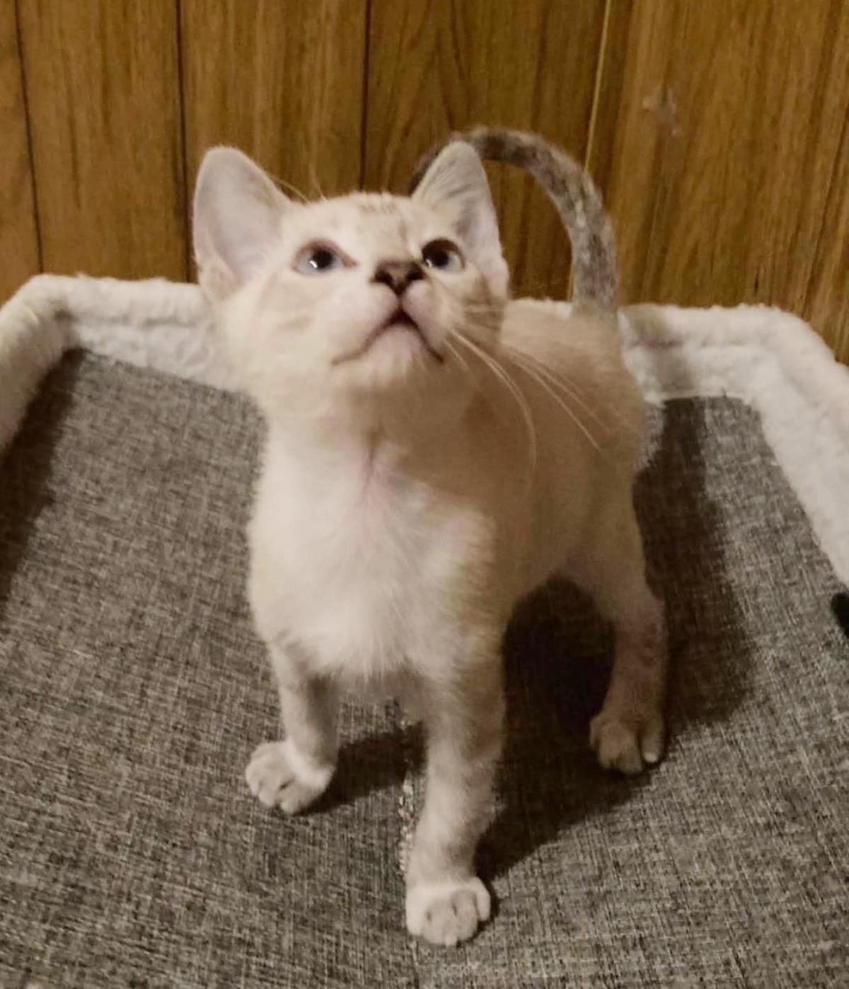Tesla Bink, Domestic Short Hair