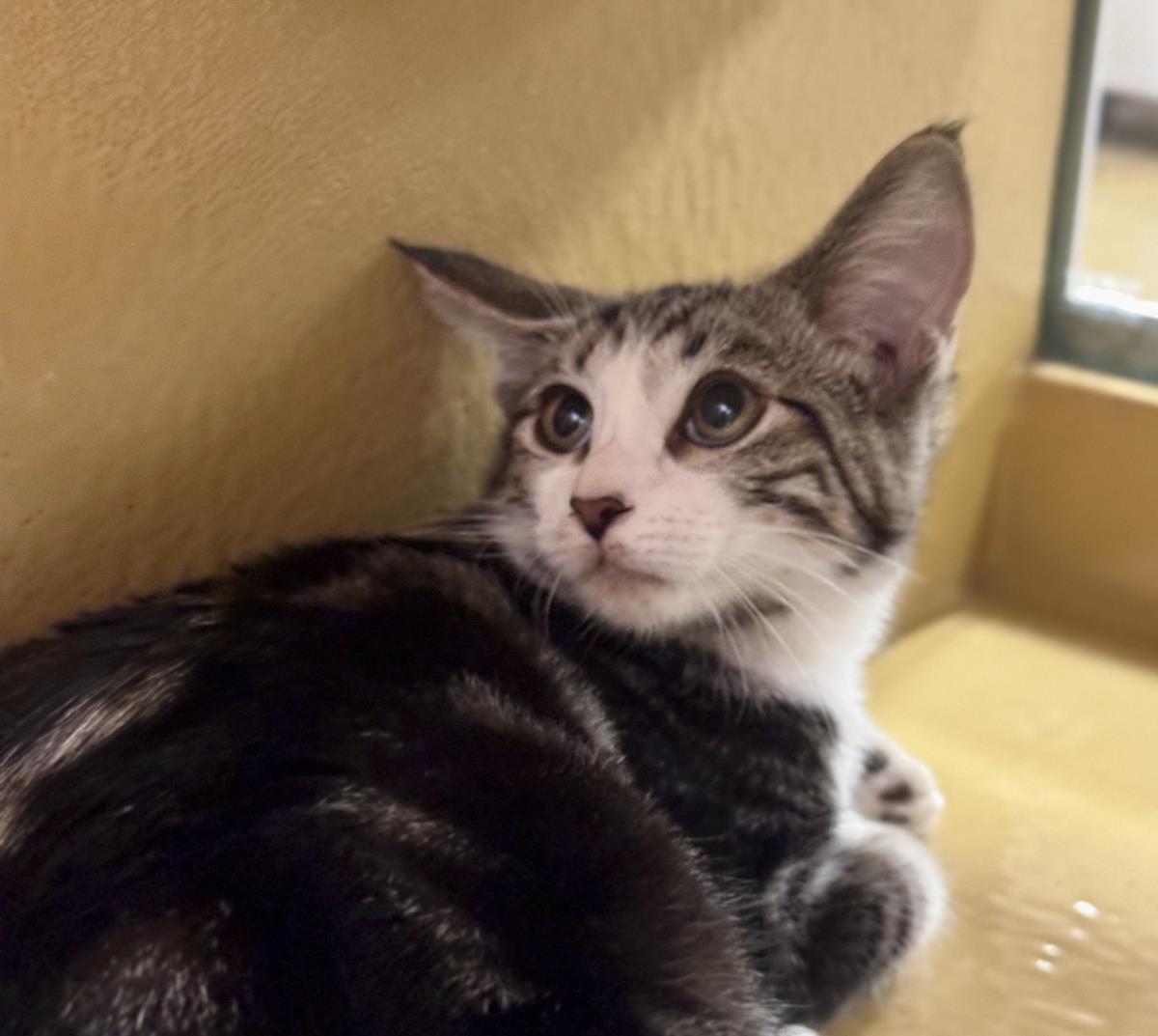 Tiger Bear Bink, Domestic Short Hair