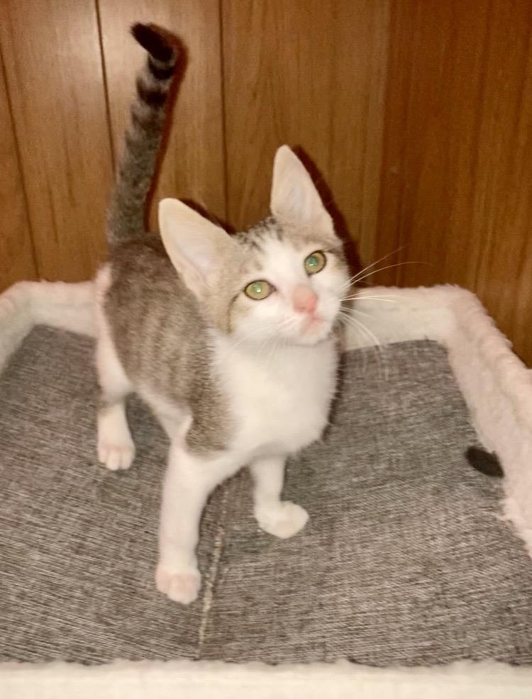 Wiley Bink, Domestic Short Hair