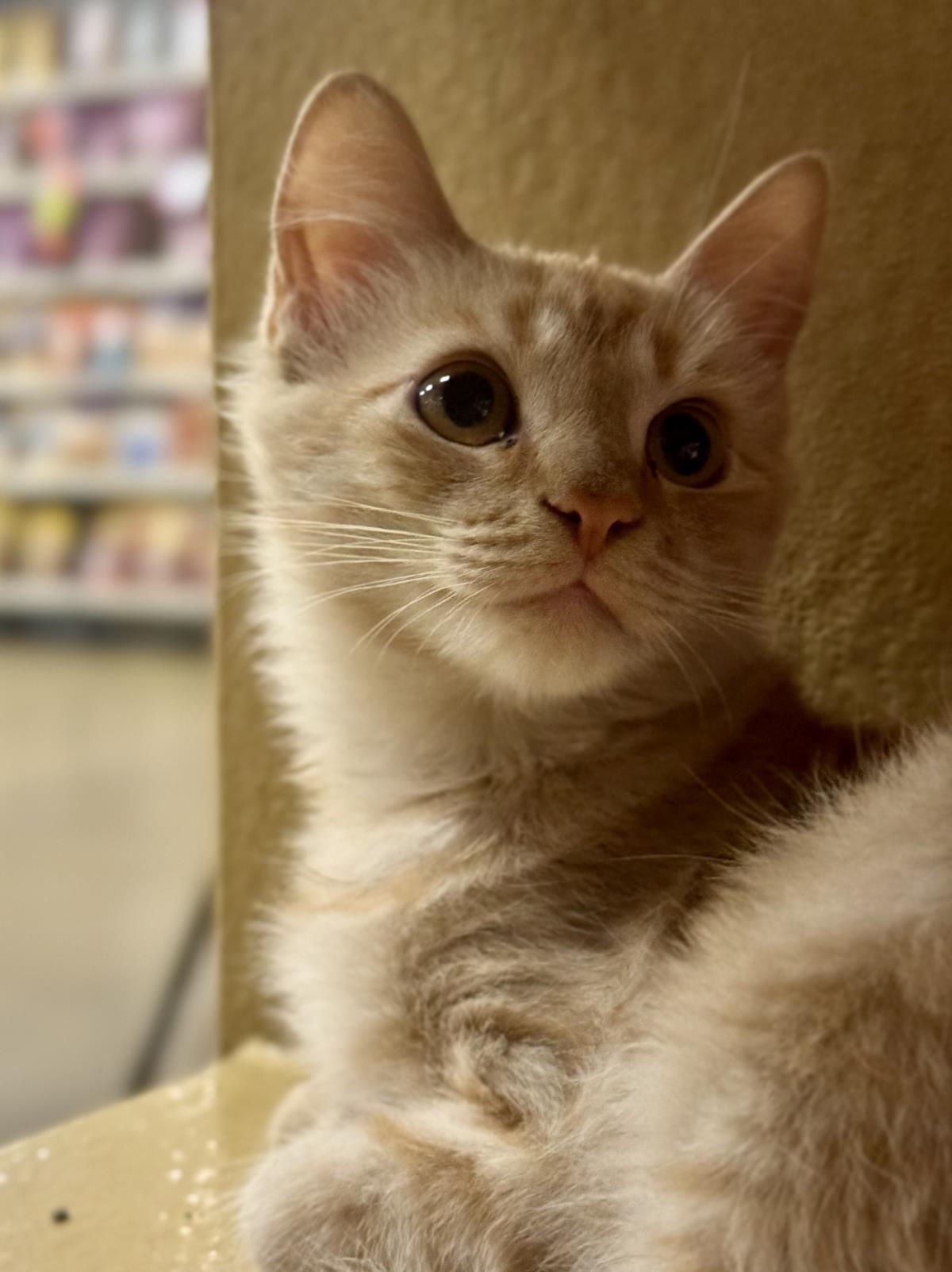 Charlee Bink, Domestic Short Hair
