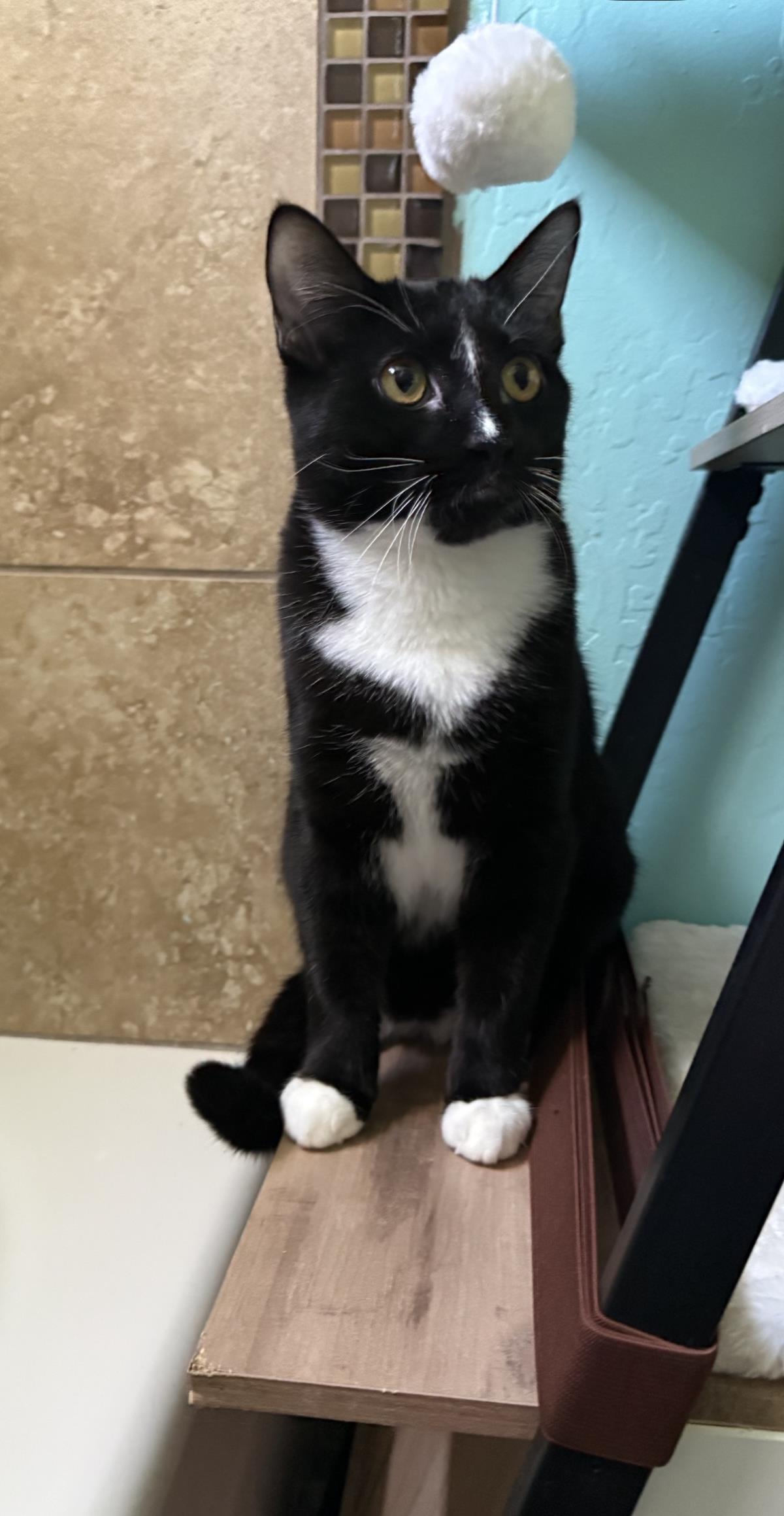 Pugsley Addams, Domestic Short Hair
