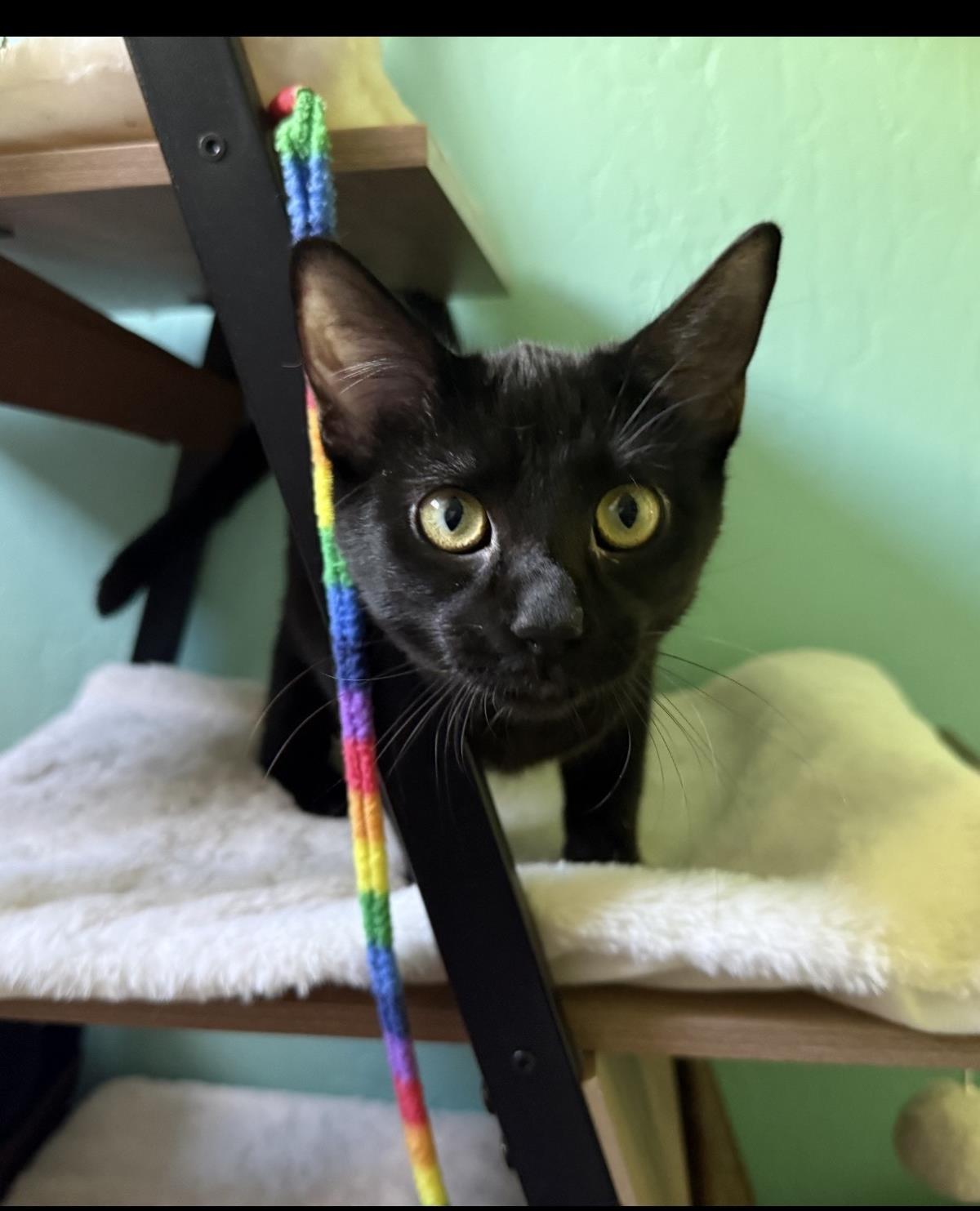 Wednesday Addams, Domestic Short Hair