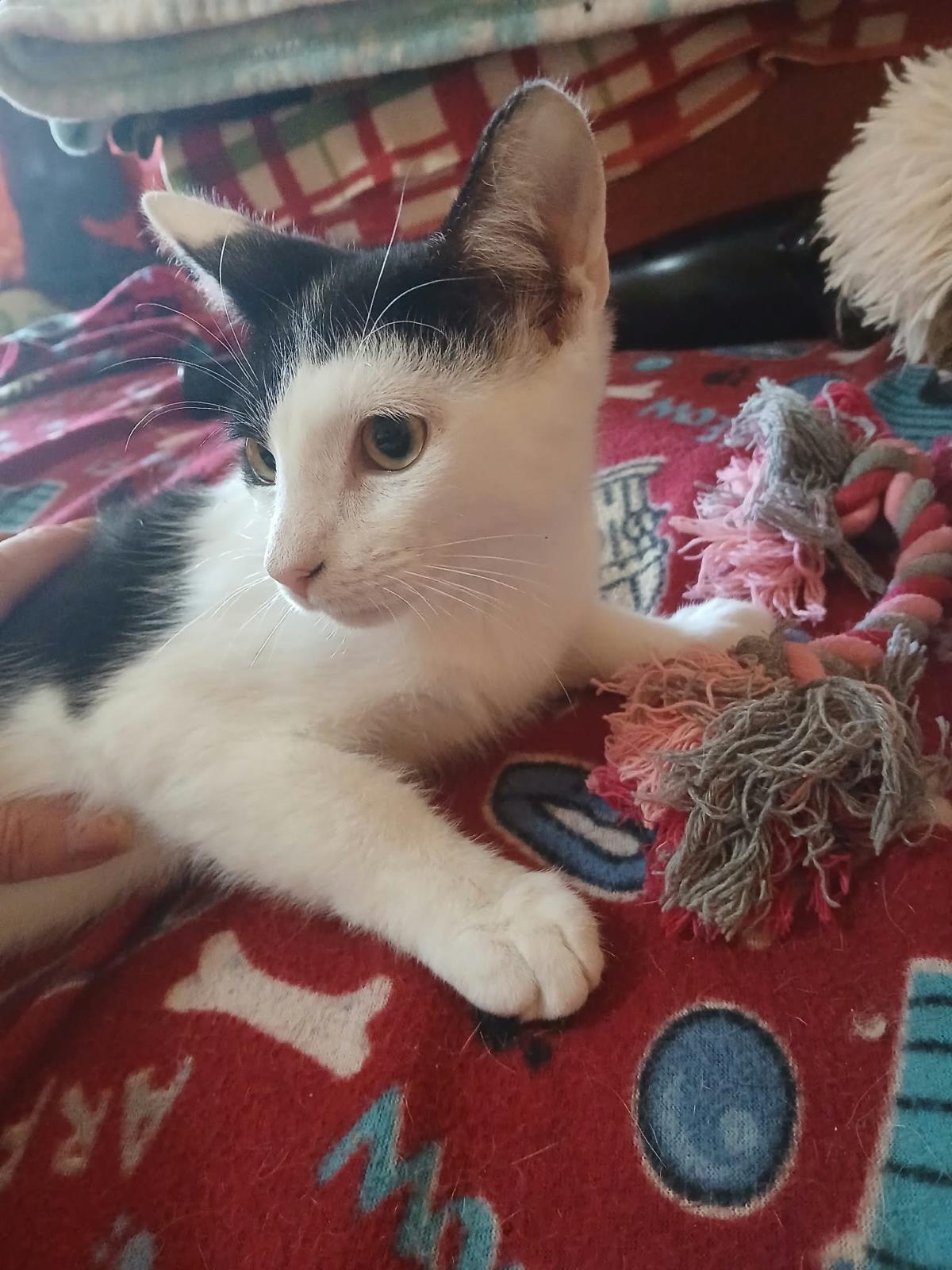 Sweetie Turner, Domestic Short Hair