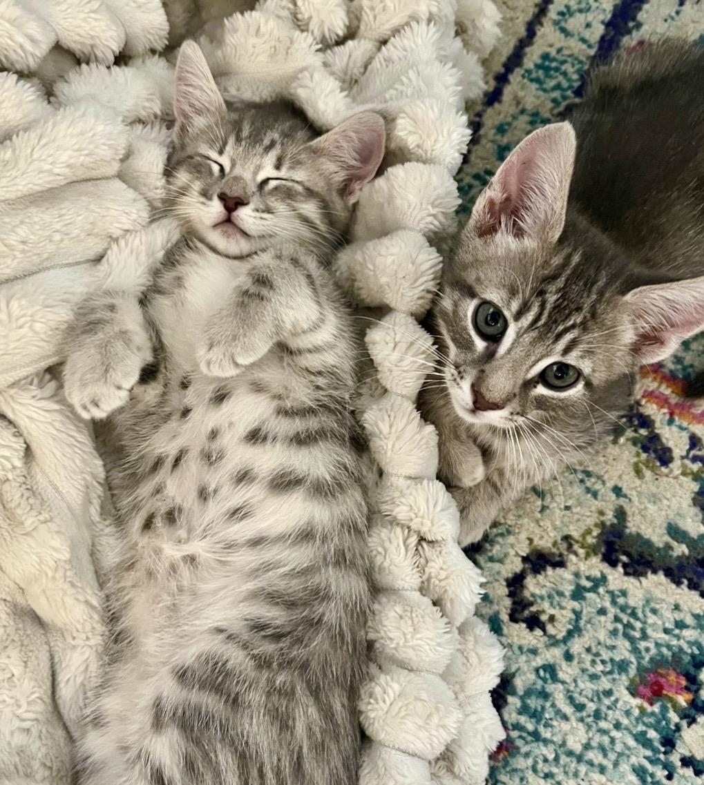 Messi Allstar Bonded With Ronaldo, Tabby