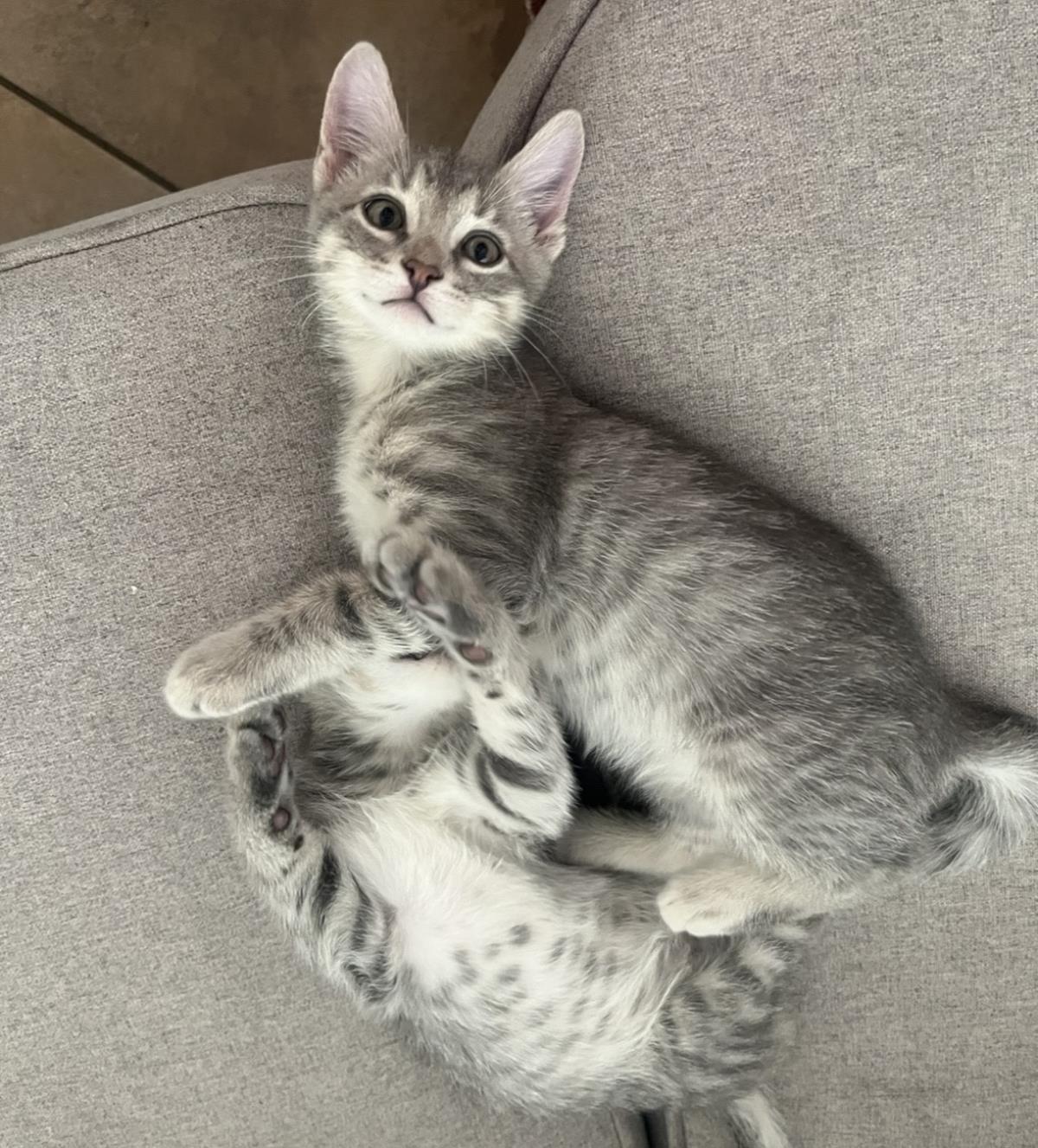 Ronaldo Allstar Bonded With Messi, Tabby