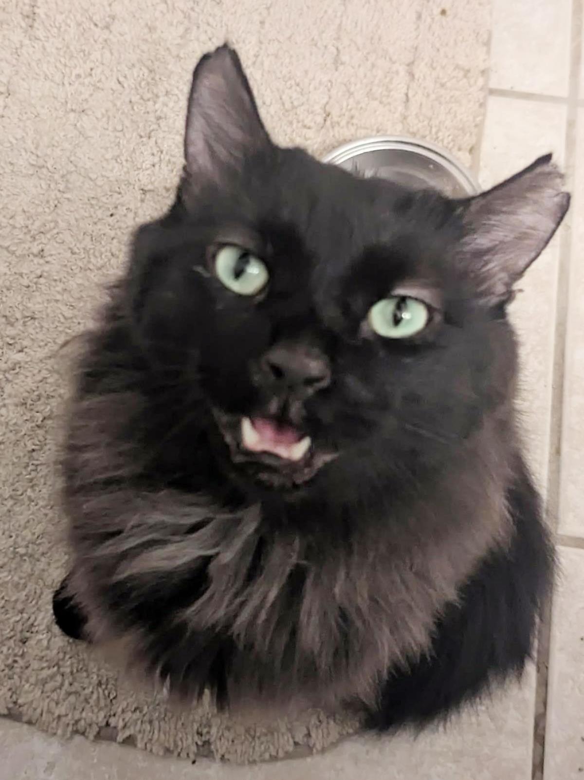 Buddy O'Malley, Domestic Long Hair