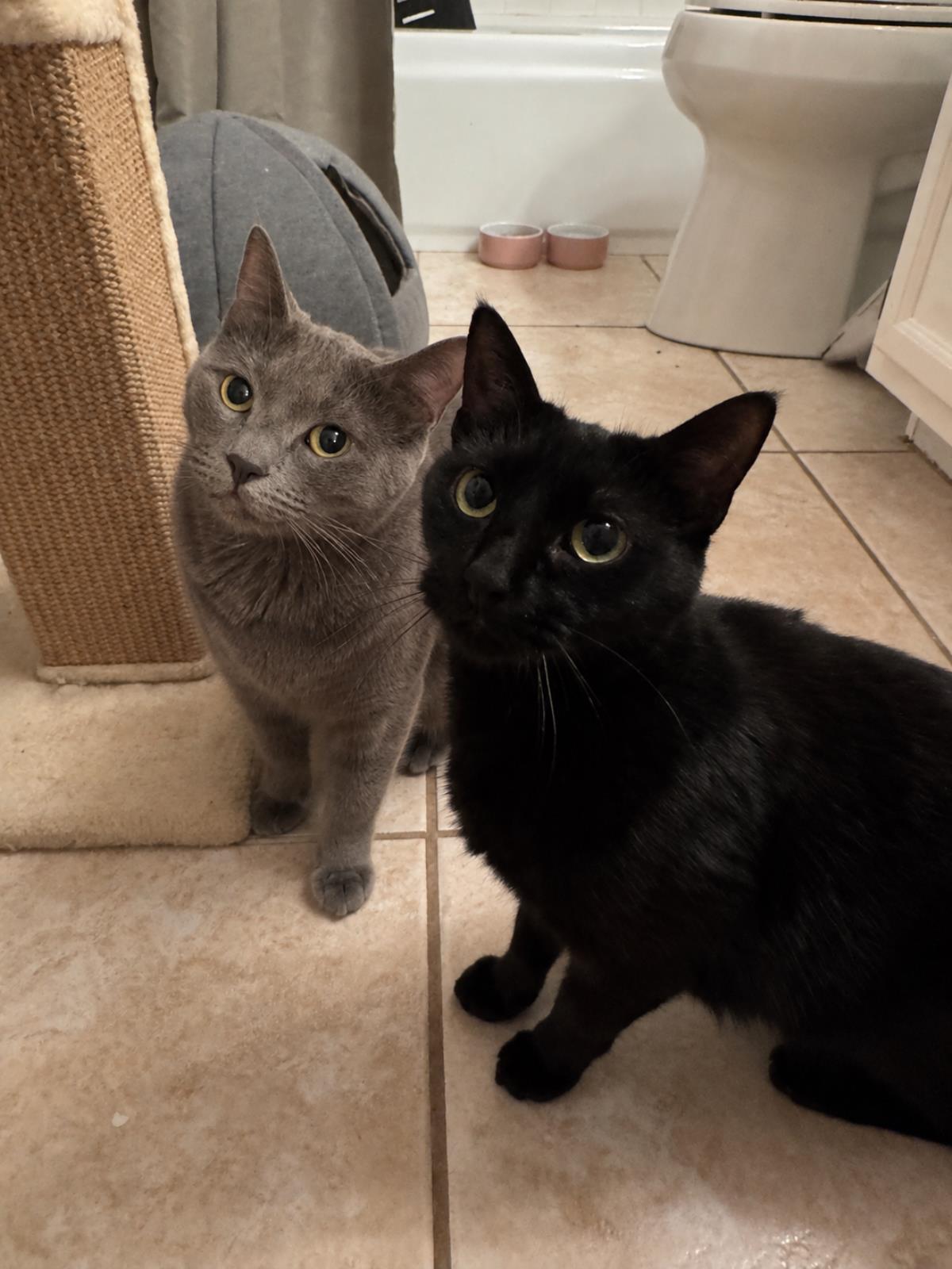 Emerald Green Bonded With Pistachio, Domestic Short Hair