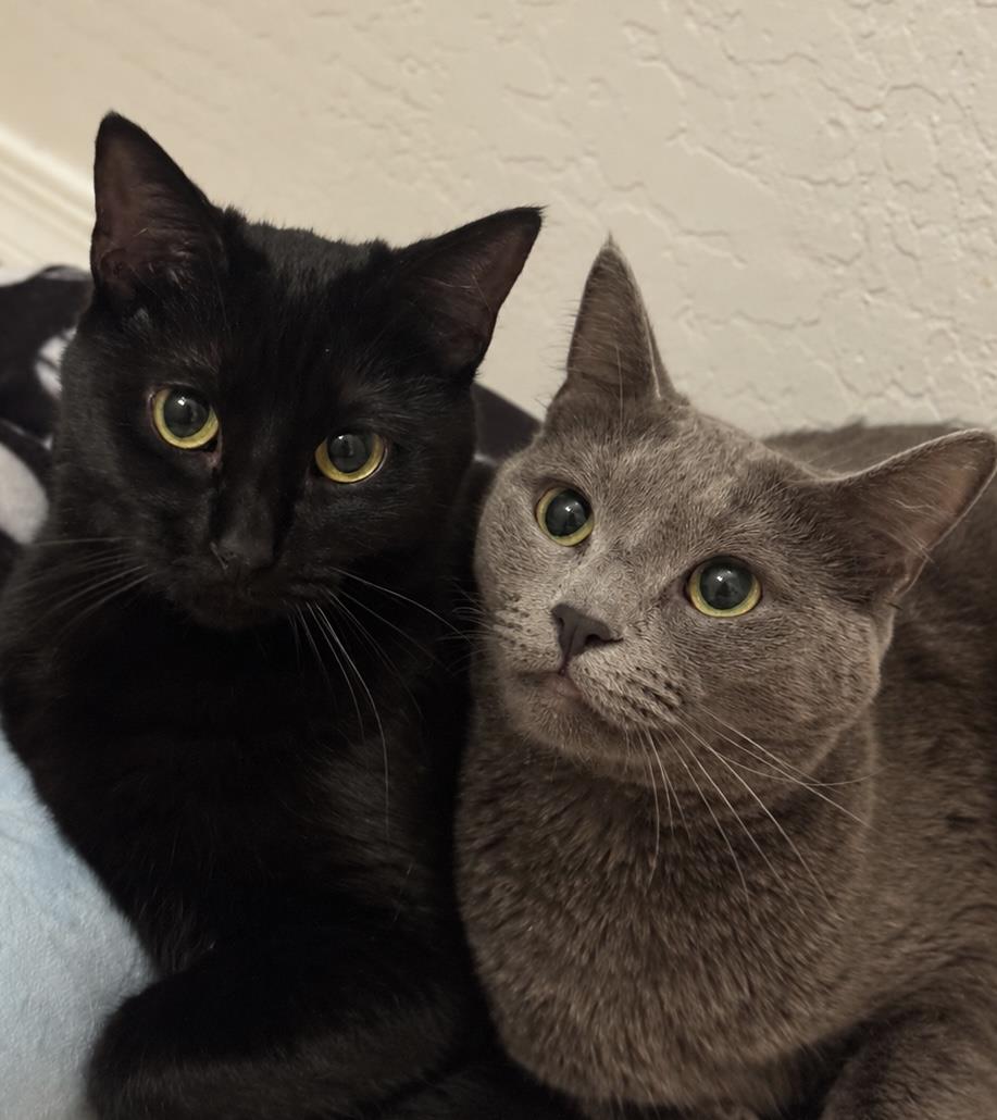 Pistachio Green Bonded With Emerald, Domestic Short Hair