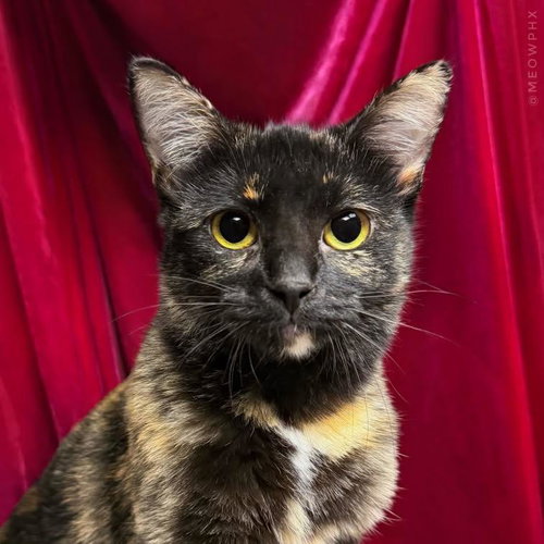 Lila Deville, Tortoiseshell / Mixed