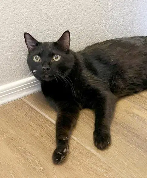 Professor Fuzzbottom - Domestic Short Hair