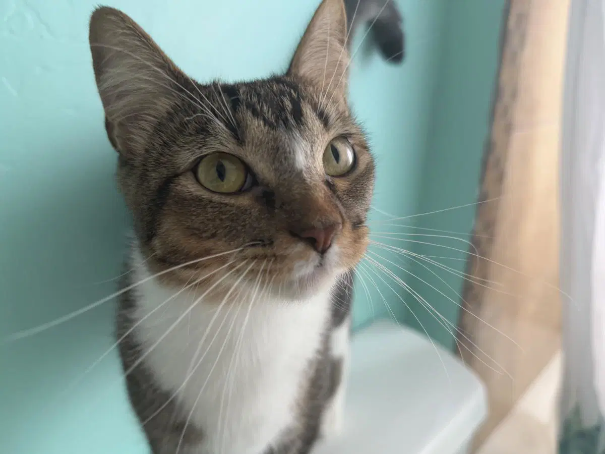Nova Sweeties - Domestic Short Hair