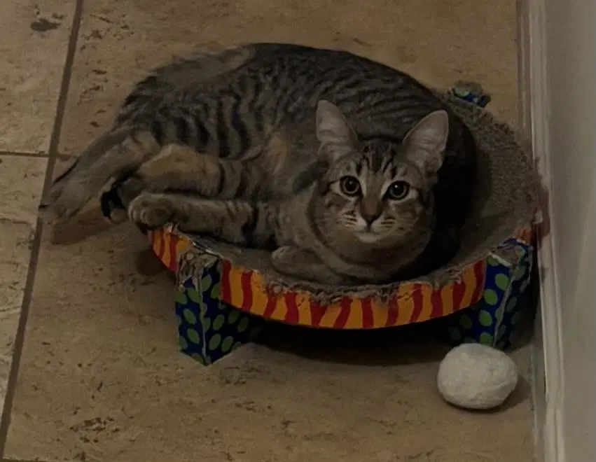 Poppy Purrsome image 2