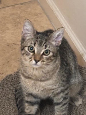 Poppy Purrsome, photo 3