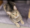 Harper Lee — Chandler, AZ Adoption