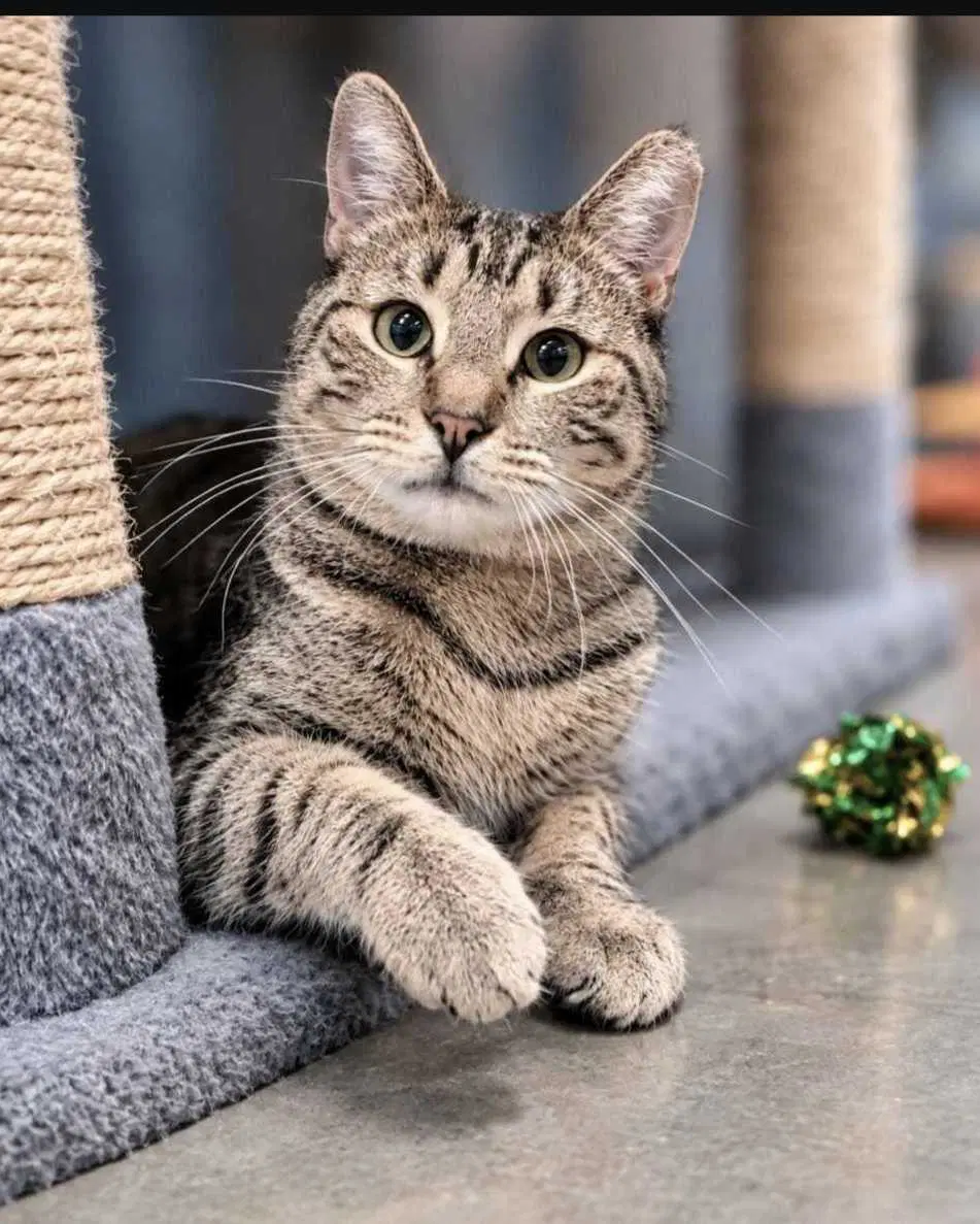 Harper Lee - Domestic Short Hair