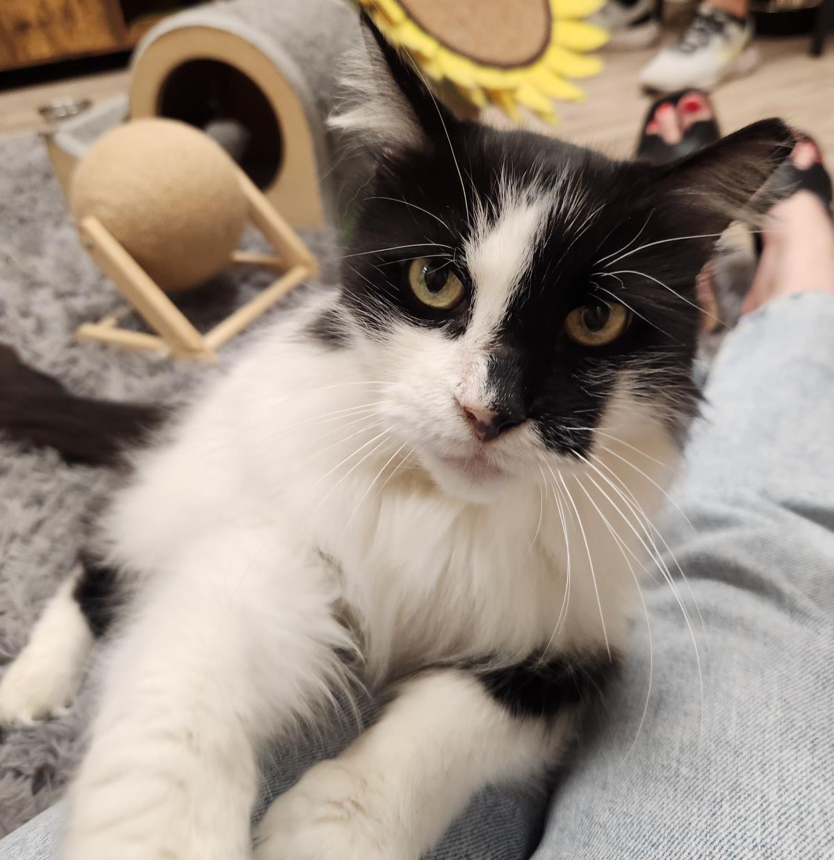 Photo of Arwen Longtail