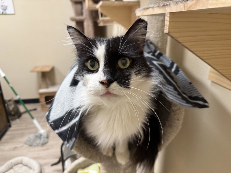 Arwen Longtail, photo 2