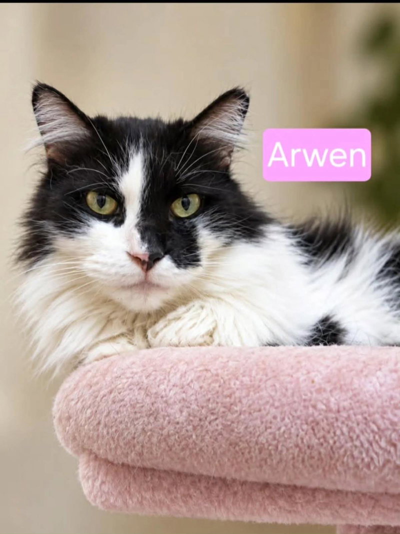 Arwen Longtail, photo 4