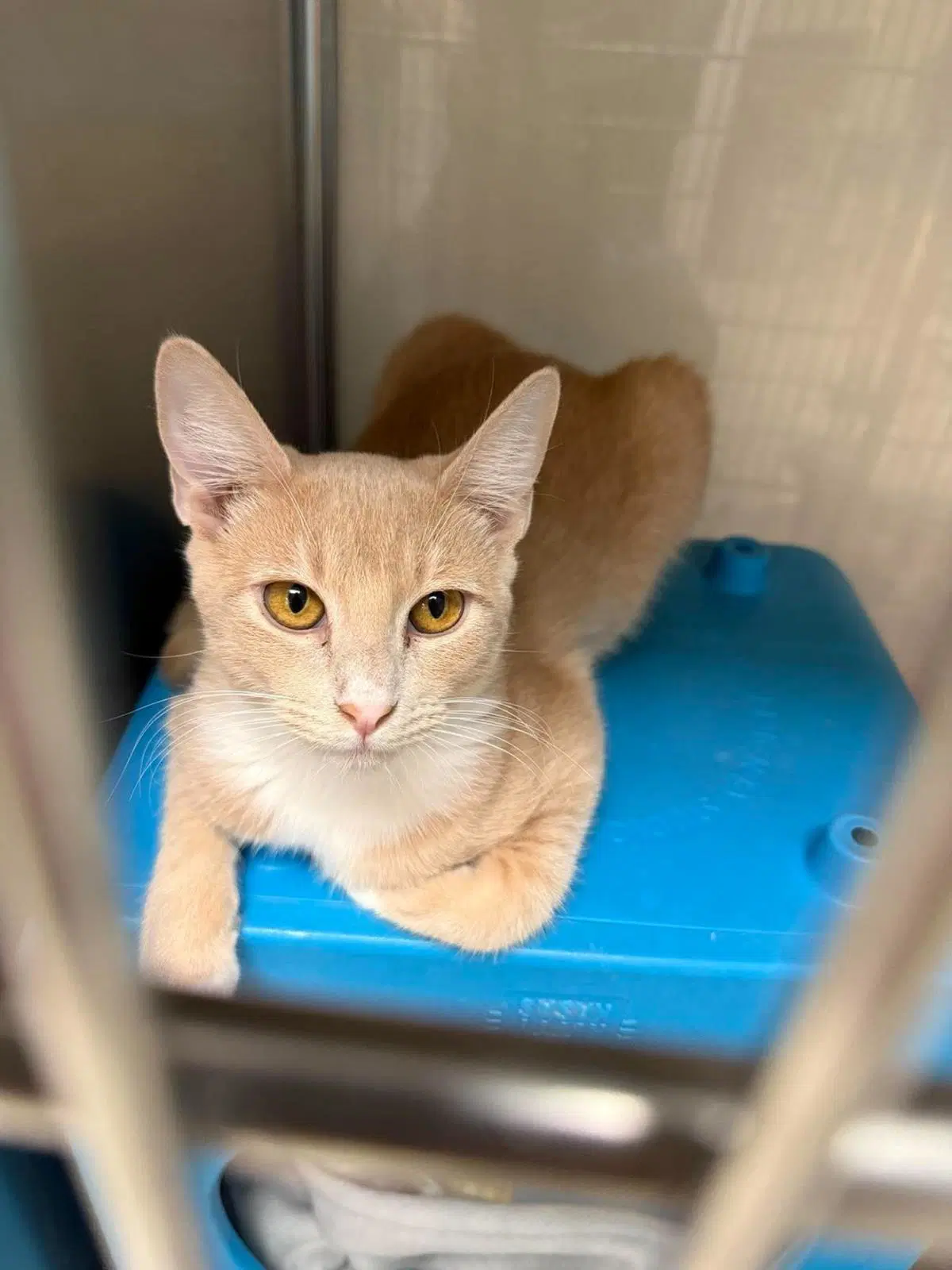 Honeycomb Cereal - Domestic Short Hair