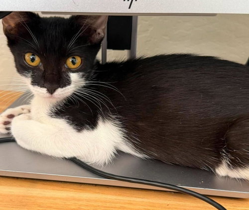Panda Palm, Domestic Short Hair / Tuxedo / Mixed