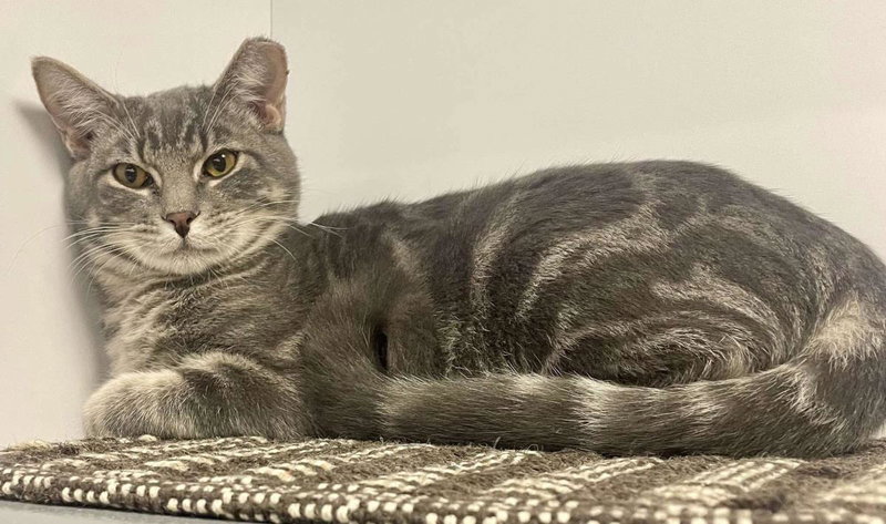 Crumpet Gray Bonded With Cirrho, photo 4