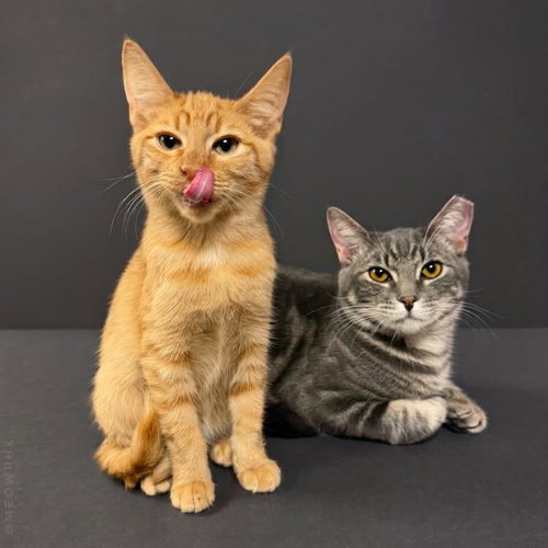 Crumpet Gray Bonded With Cirrho, Domestic Short Hair / Tabby / Mixed