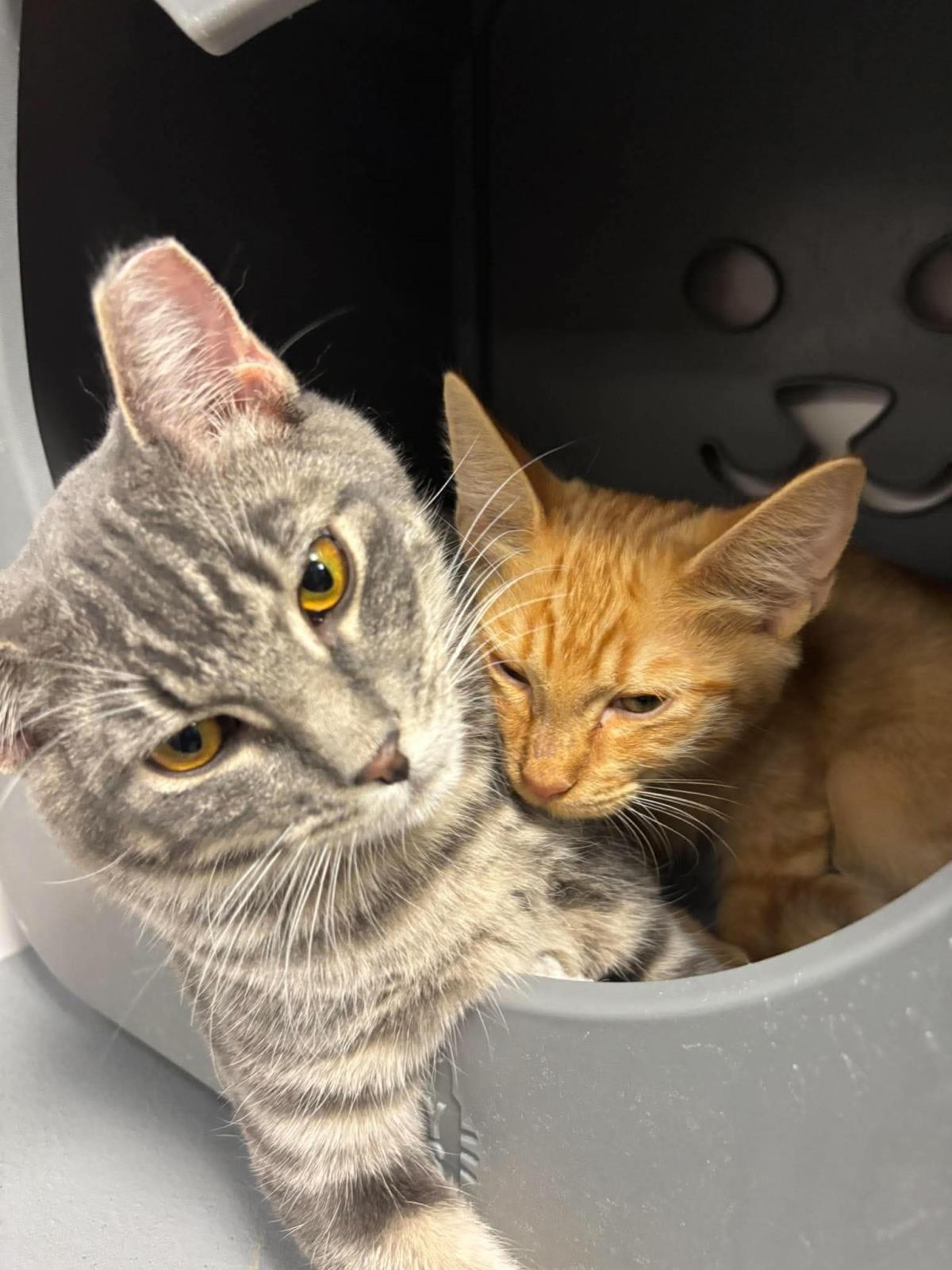 Photo of Crumpet Gray Bonded With Cirrho
