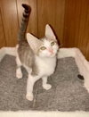 Wiley Bink — Chandler, AZ Adoption