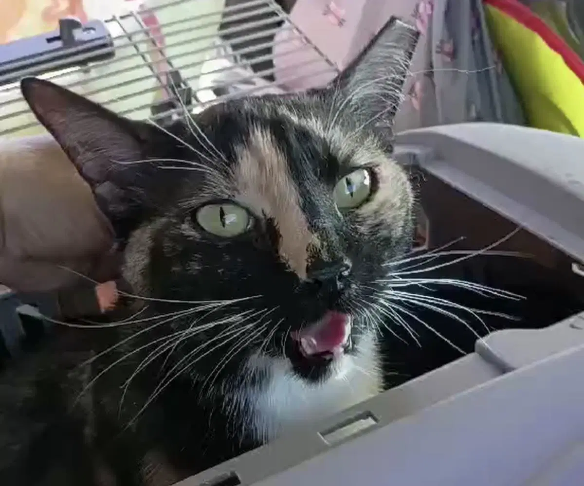 Holiday Meemaw - Domestic Short Hair
