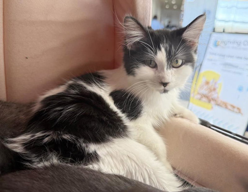 Moomoo Katze, photo 2