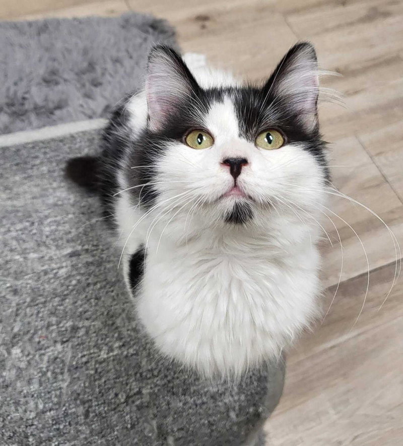 Moomoo Katze, photo 4