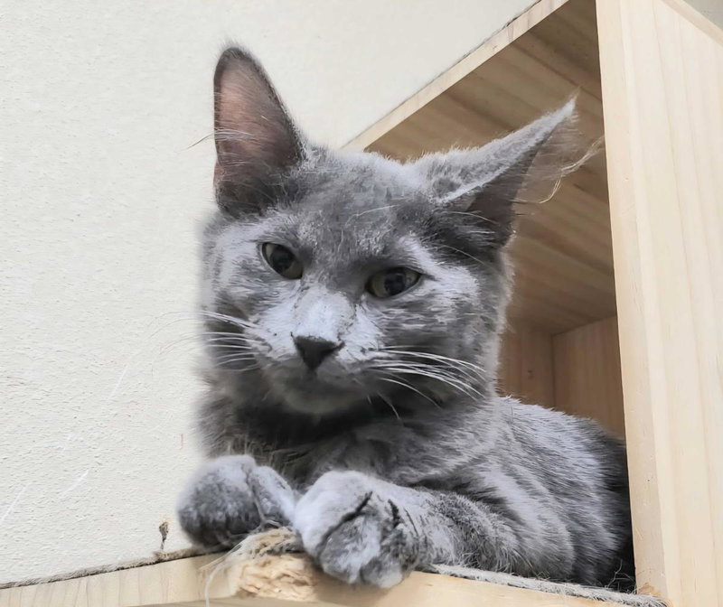 Empurress Katze, photo 2