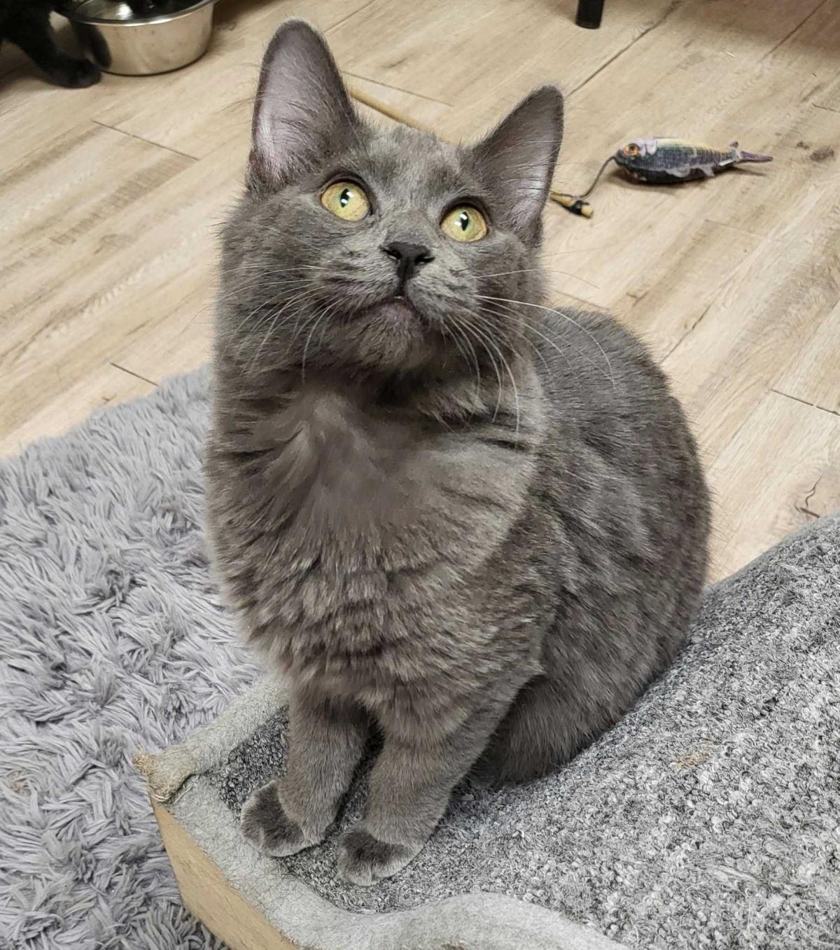 Photo of Nimbus Katze