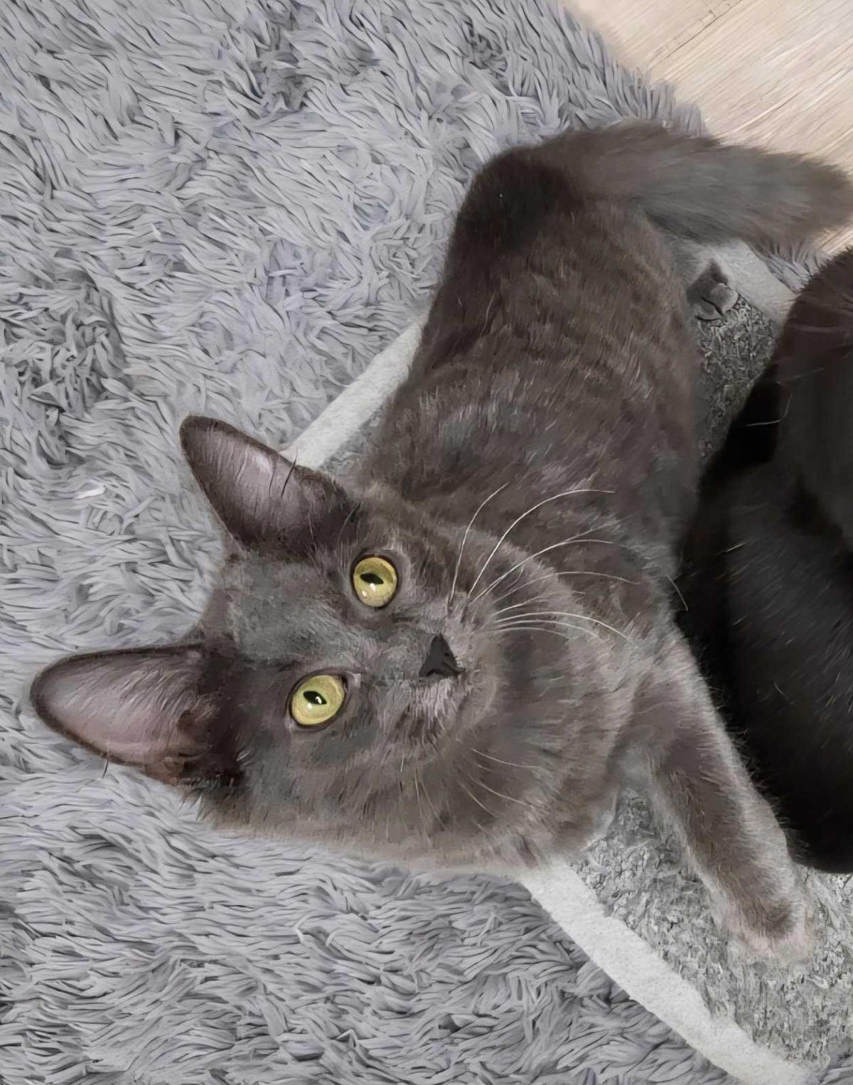 Photo of Nimbus Katze
