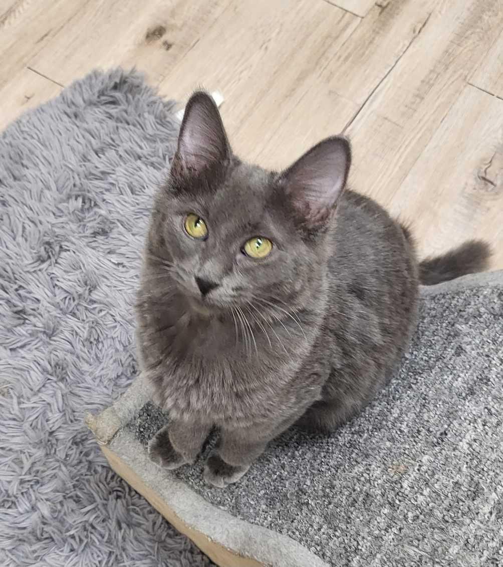 Photo of Nimbus Katze