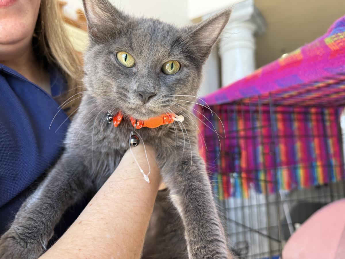 Photo of Nimbus Katze