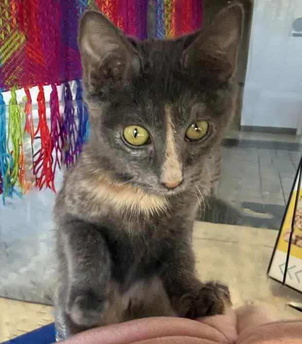 Rava Katze image 2