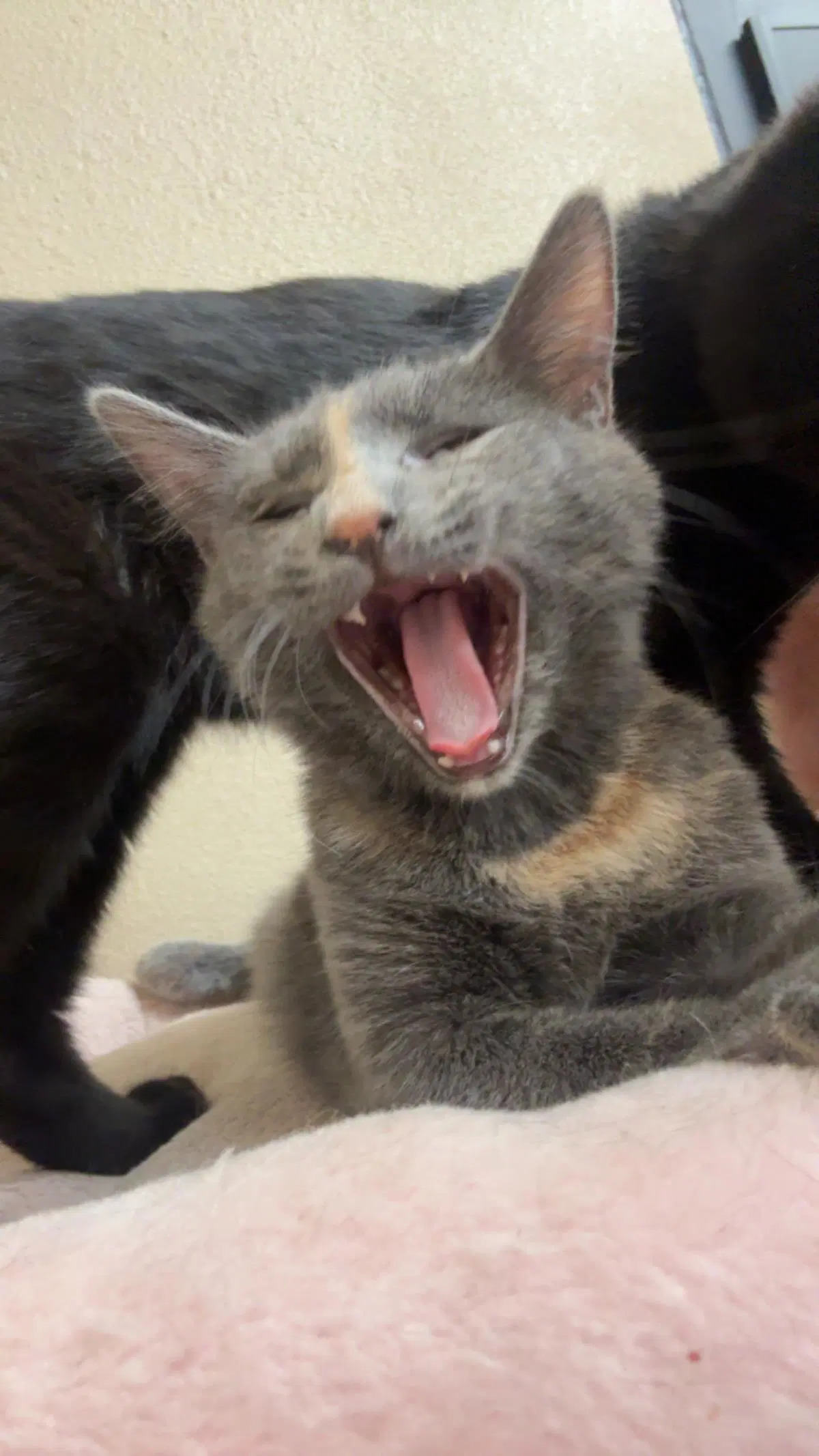 Rava Katze image 3
