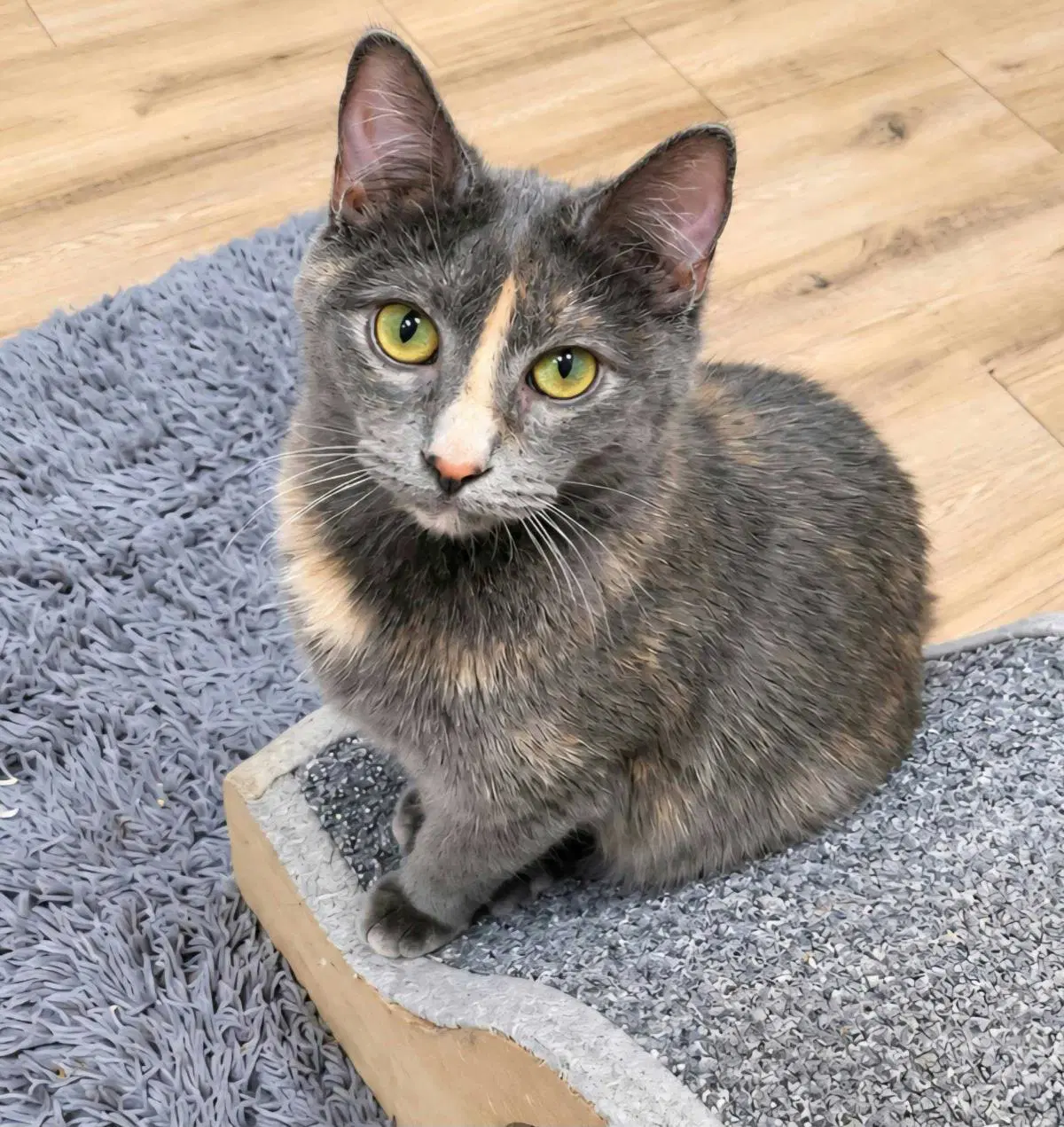 Rava Katze - Domestic Short Hair