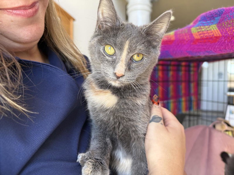 Rava Katze, photo 2